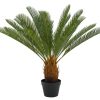 CASA Cycas Palma Verde Hot