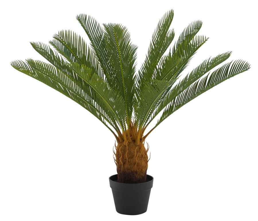 CASA Cycas Palma Verde Hot