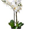 CASA Orchid Orchidea In Vaso Bianco New