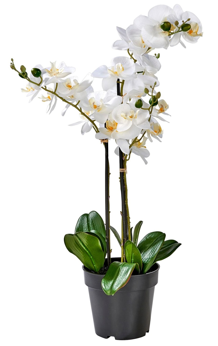 CASA Orchid Orchidea In Vaso Bianco New