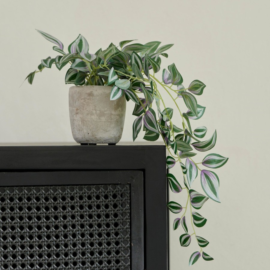 CASA Calathea Pianta Sospesa Grigio, Verde, Viola Wholesale